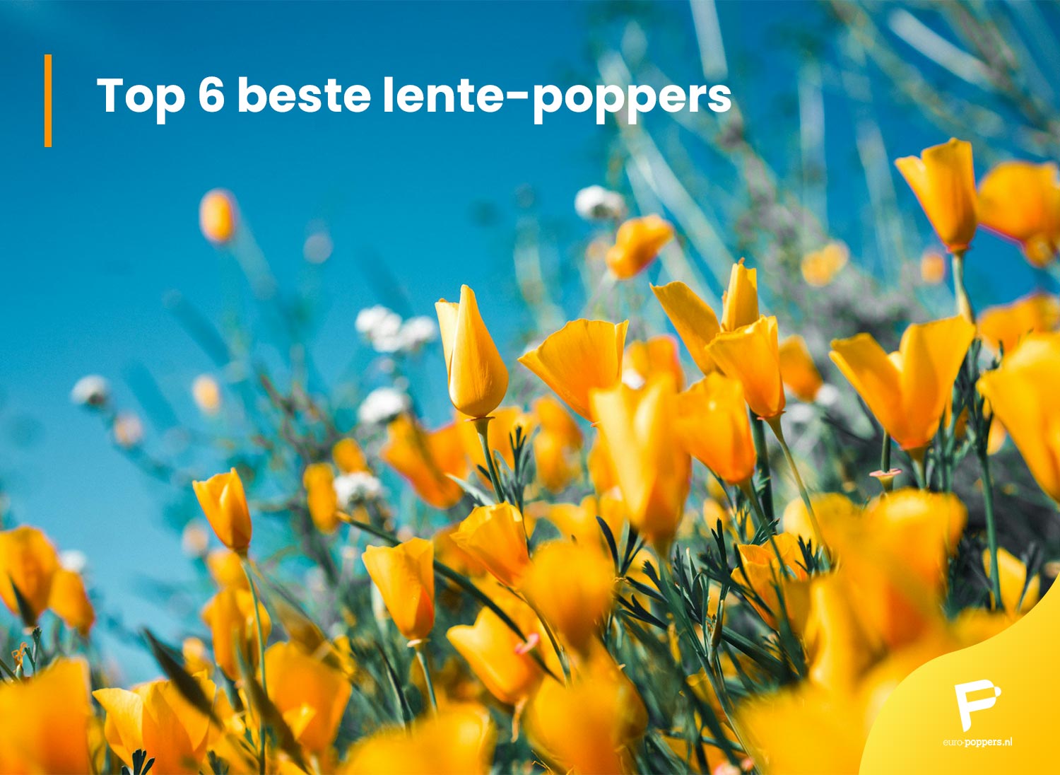 Lees meer over het artikel Top 6 beste lente-poppers
